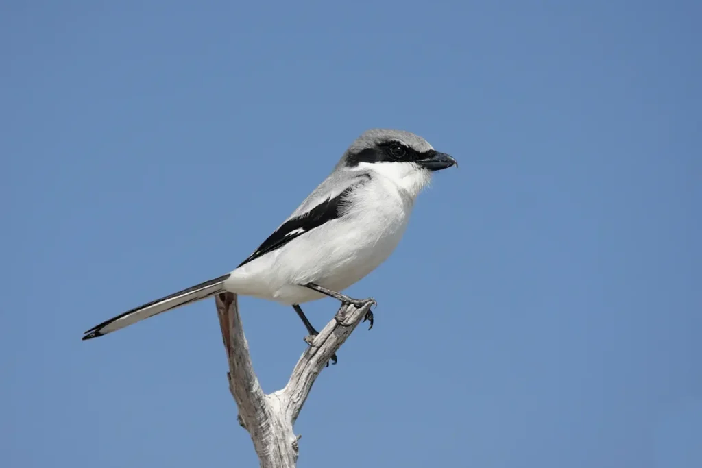 Loggerhead Shrikes Image