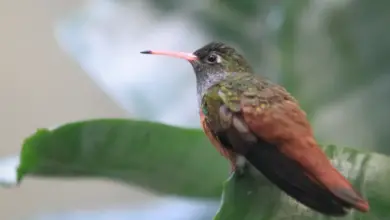 Loja Hummingbirds Perched On The Leaf