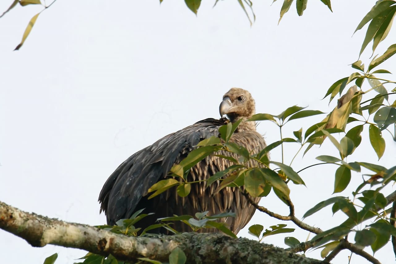 A Long Billed Vulture resting above the tree.
