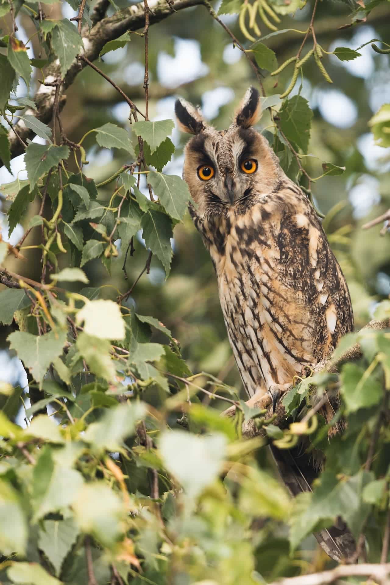 The Long Eared Owl Is Resting In The Branch Of Woods With Lots Of Leaves