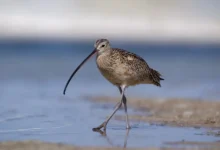 Long-billed Curlew in the Shore