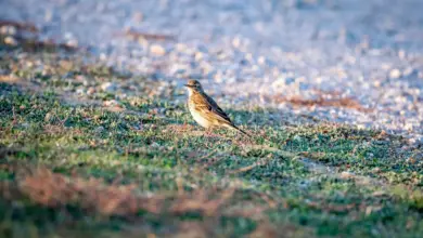 The Long-billed Pipit on the Sand