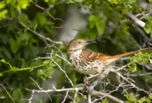 Long-billed Thrashers on a Tree