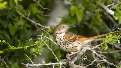 Long-billed Thrashers on a Tree