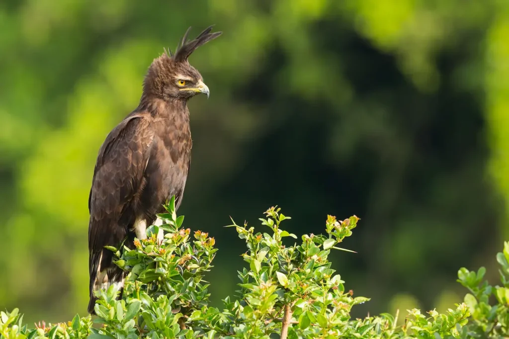 Long-crested Eagles