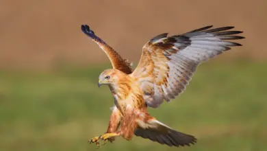 Long-legged Buzzards is on Flight