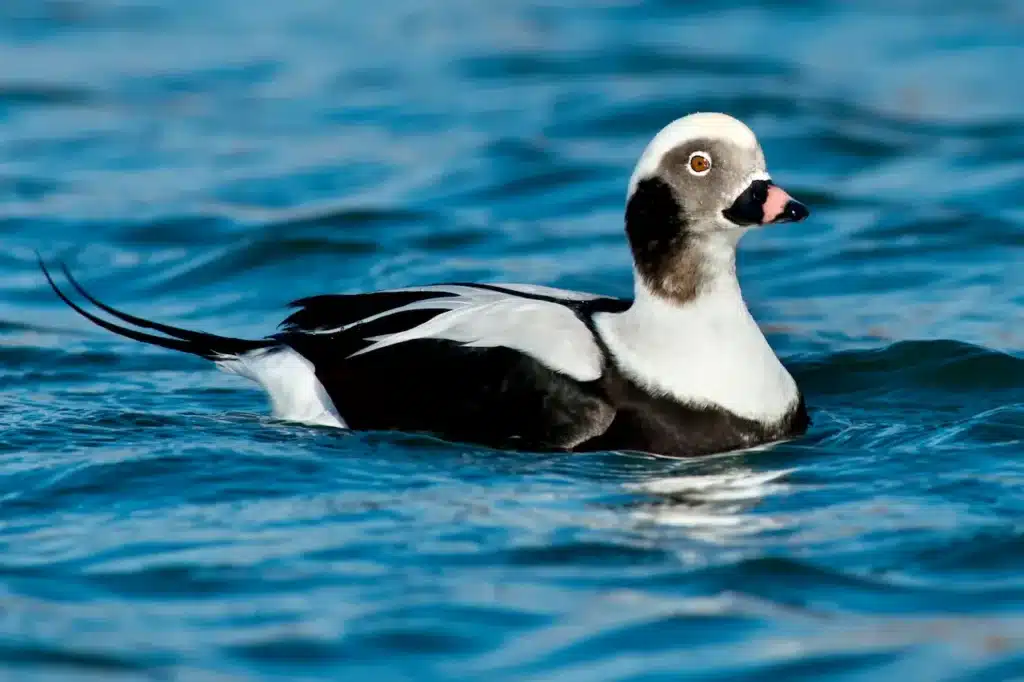 Long-tailed Duck 