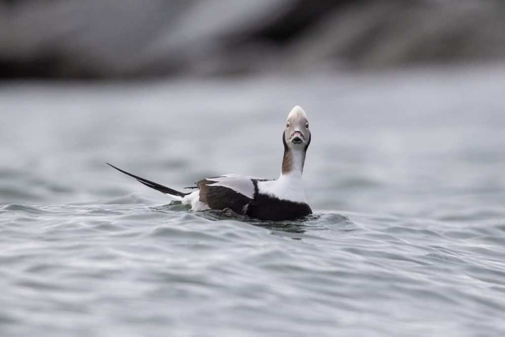 A Long-tailed Duck Floating In the Water
