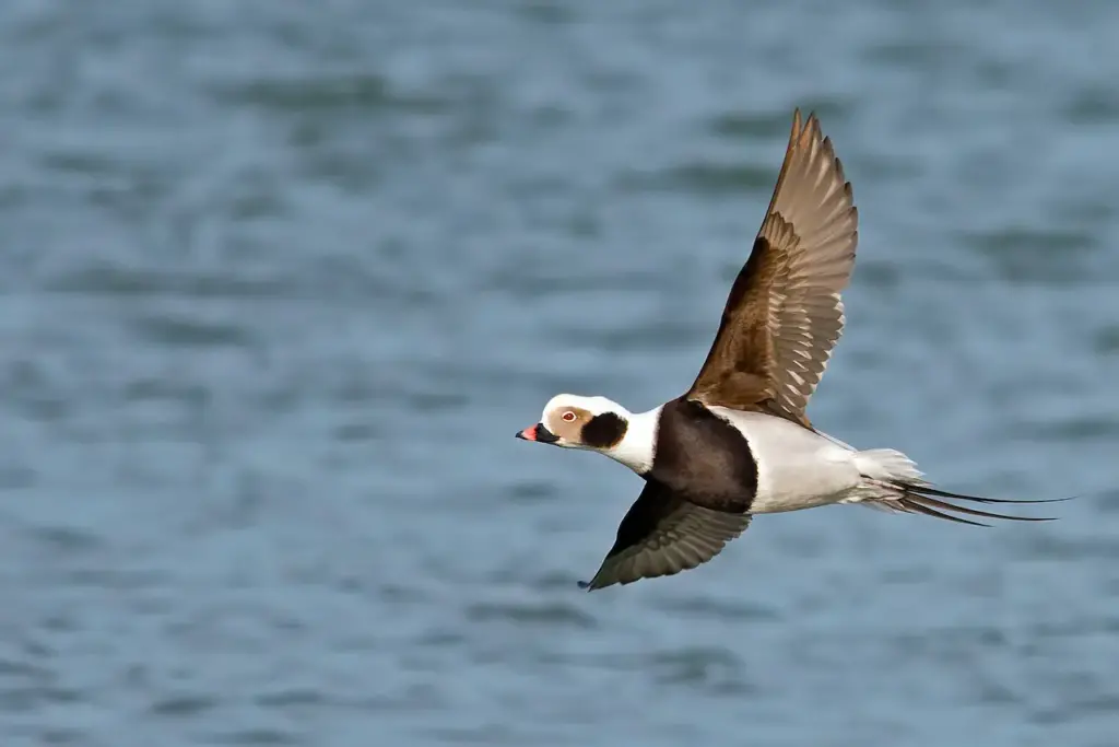 Long-tailed Duck in Flight 