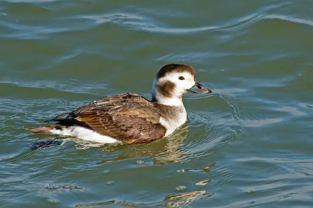 Long-tailed Duck on Water  