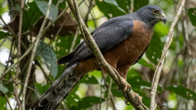 Long-tailed Hawks (Urotriorchis macrourus)
