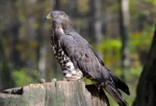 Long-tailed Honey-buzzards