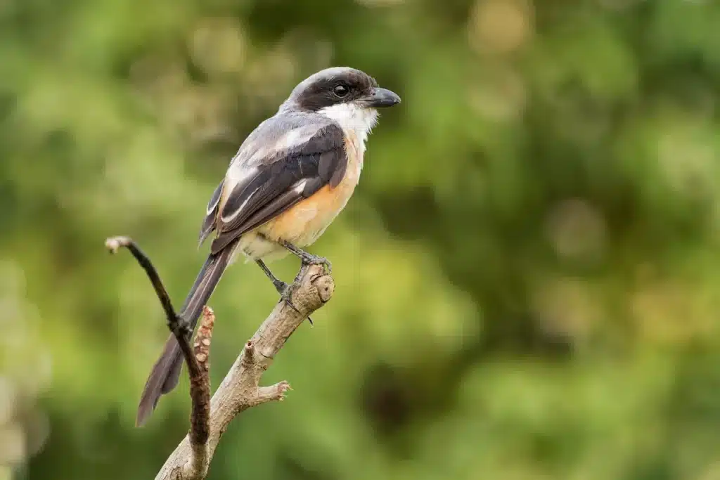 A Long-tailed Shrikes Perched on a Tree 