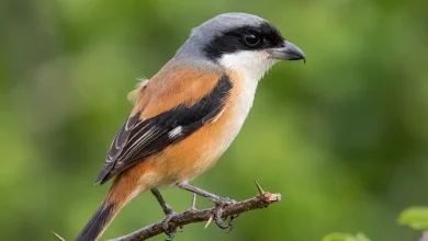Long-tailed Shrikes (Lanius schach)