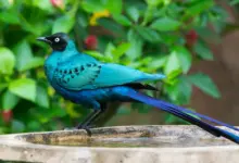 Long-tailed Starlings Image
