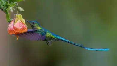 The Long-tailed Sylph Hummingbirds Is Eating