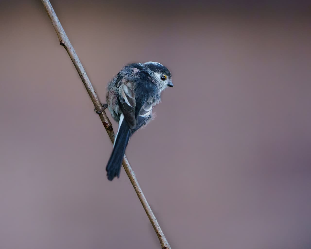 The Long-tailed Tit Perched In The Thorn Of A Tree