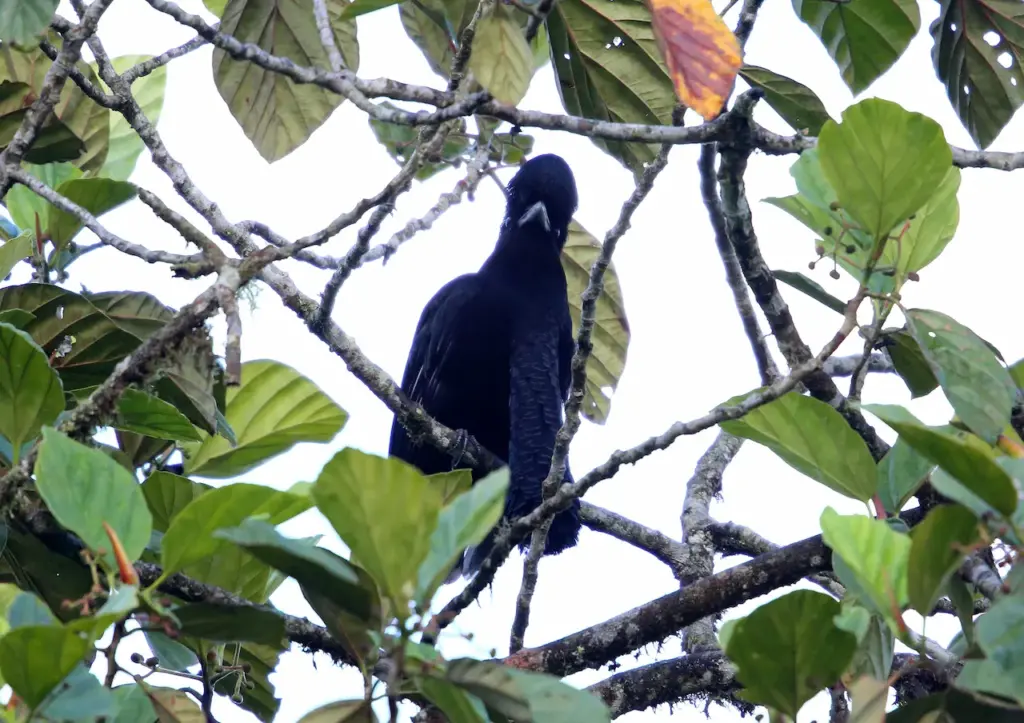 Long-wattled Umbrellabirds Perched on Tree