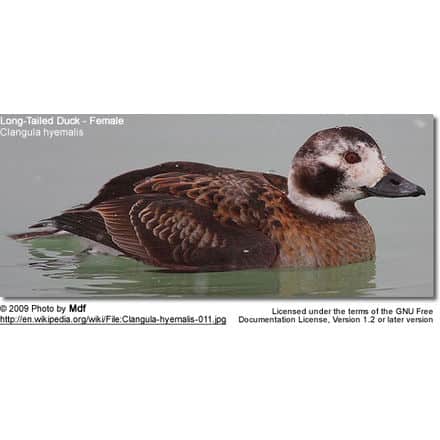 Long-Tailed Duck - Female