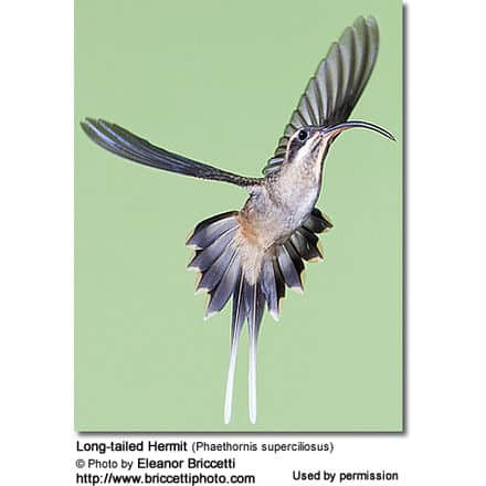 Long-tailed Hermit (Phaethornis superciliosus)