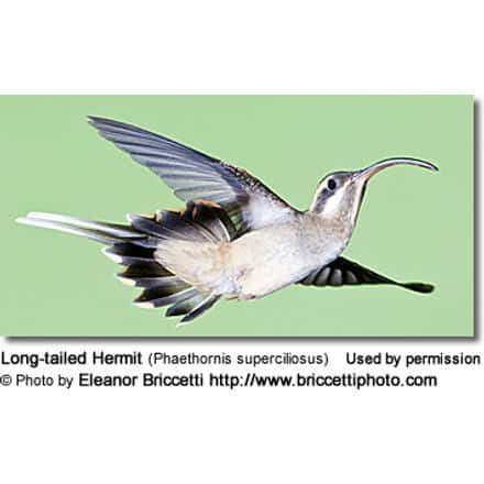 Long-tailed Hermit (Phaethornis superciliosus)