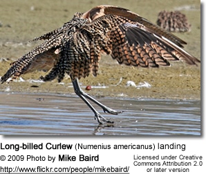 Long-billed Curlew (Numenius americanus) landing