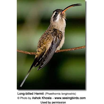 Long-billed Hermit (Phaethornis longirostris)