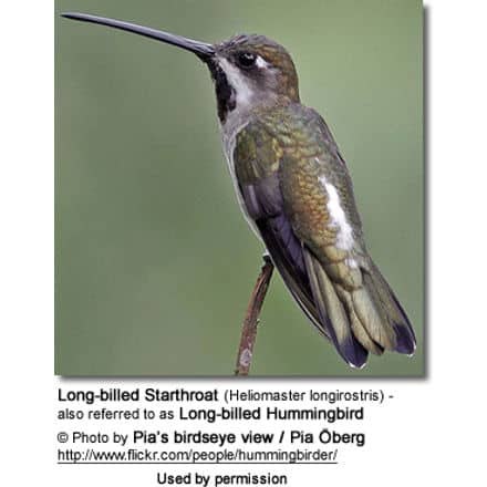 A Long-billed Starthroat (Heliomaster longirostris), also known as Long-billed Hummingbird, perched on a twig. The bird has a long, straight beak and iridescent green and brown plumage. Photo by Pia Öberg, displayed with permission. Background is blurred greenery. Long-billed Starthroats are truly captivating creatures.