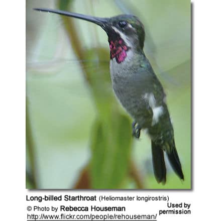 Long-billed Starthroat (Heliomaster longirostris)