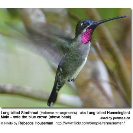 Male Long-billed Starthroat (Heliomaster longirostris) - aka Long-billed Hummingbird