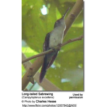 Long-tailed Sabrewing (Campylopterus excellens)