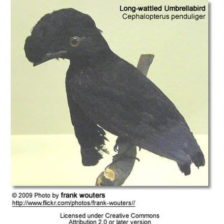 Long-wattled Umbrella Bird