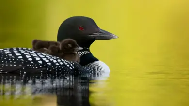 The Loons Are Swimming While The Babies Are In The Back