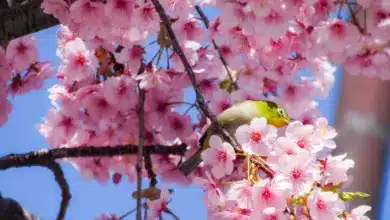 A Lowland White-eyes Perching On The Pink Flower Tree