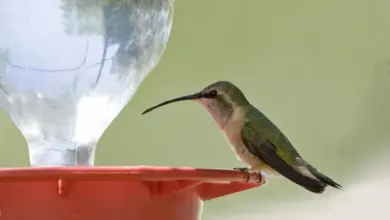 Lucifer Hummingbird Feeding Water