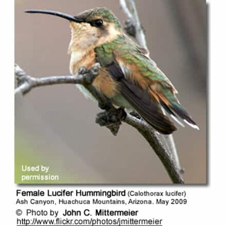 Lucifer Hummingbird, Calothorax lucifer