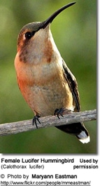 Female Lucifer Hummingbird (Calothorax lucifer)