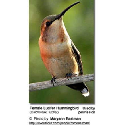 Female Lucifer Hummingbird (Calothorax lucifer)