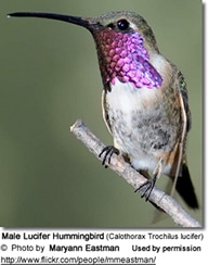 Lucifer Hummingbird, Calothorax lucifer 