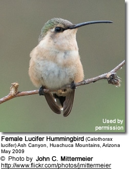 Lucifer Hummingbird, Calothorax lucifer