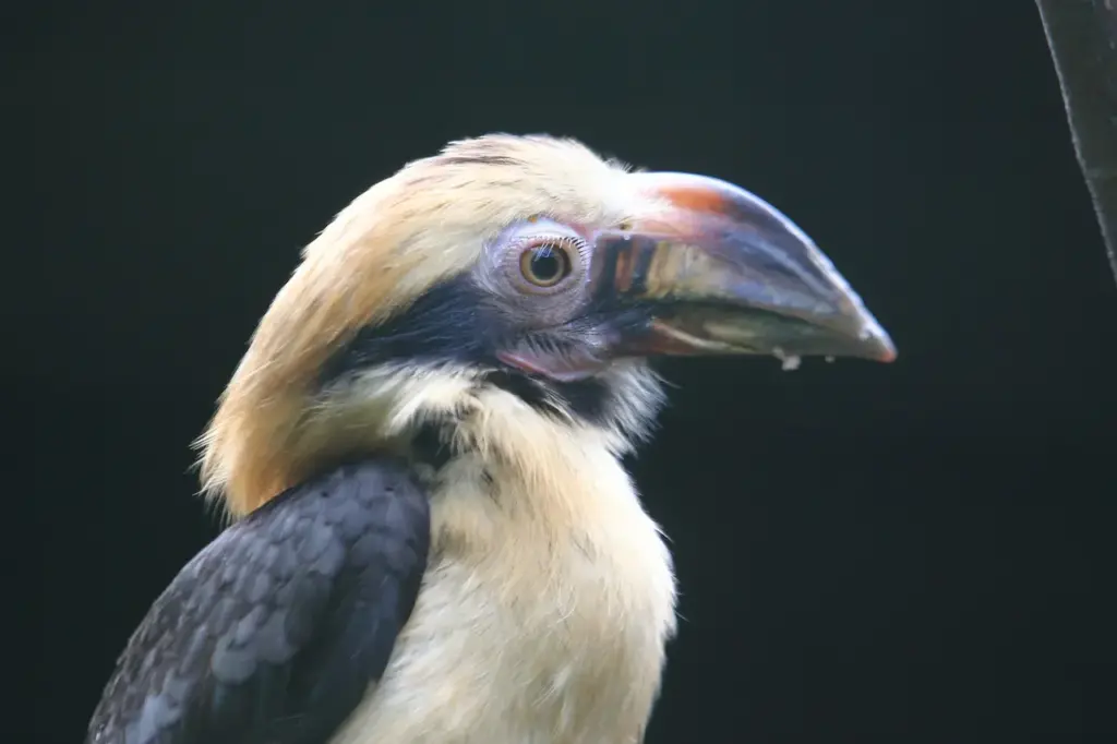 Close up Image of Luzon Tarictic Hornbills