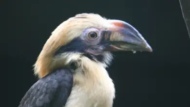 Close up Image of Luzon Tarictic Hornbills