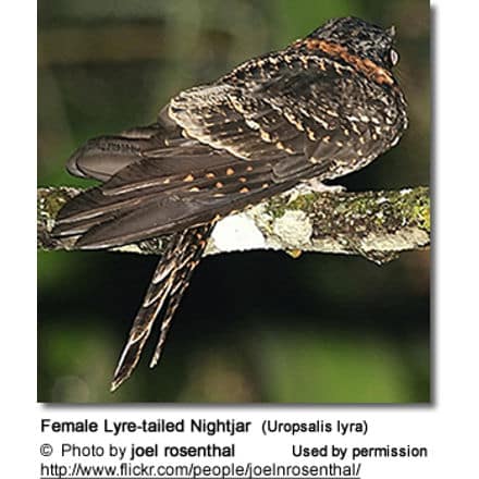 Female Lyre-tailed Nightjar (Uropsalis lyra)