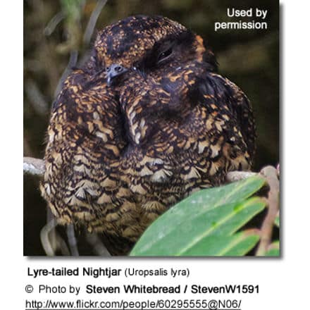 Lyre-tailed Nightjar (Uropsalis lyra)