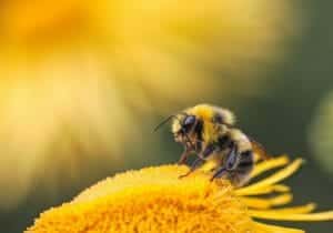 Macro-of-bumblebee-on-the-Flower