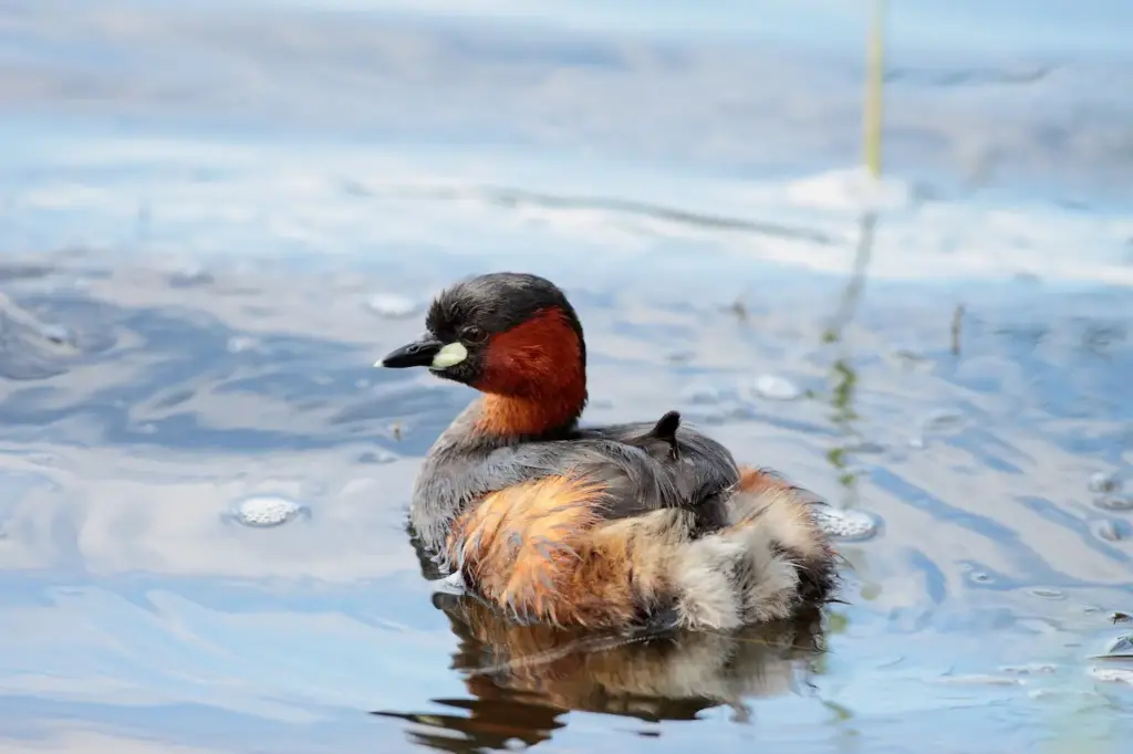 Madagascar Grebes Floating on a Water