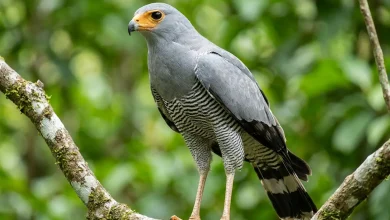 Madagascar Harrier Hawks (Polyboroides radiatus)