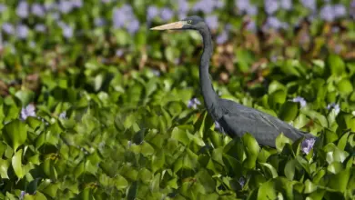 Madagascar Herons in the Green grass