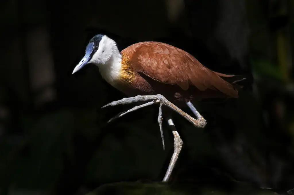 Madagascar Jacana with Large Webbed Foot