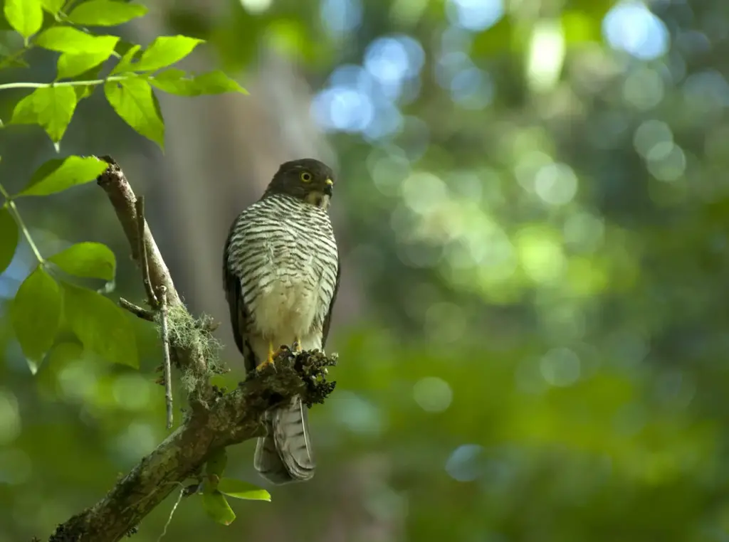 Madagascar Sparrowhawks on a Tree